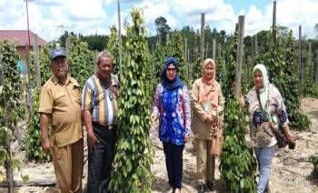 Jawa Timur Adopsi Teknologi Perbenihan dan Budidaya Lada